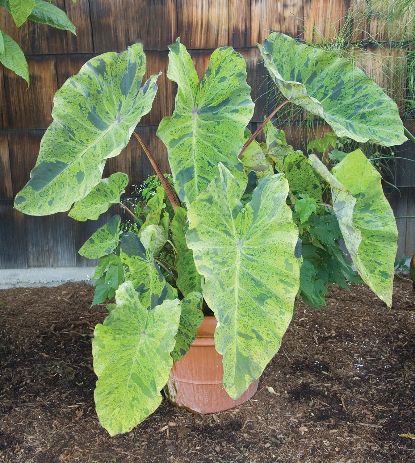 Elephant Ear ‘Mojito’ PP (Colocasia esculenta hybrid)