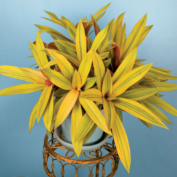 Moses in the Cradle ‘Sitara’s Gold’ (Tradescantia spathacea)