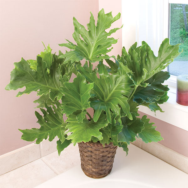 Philodendron ‘Hope’ (Philodendron selloum x hybrid)