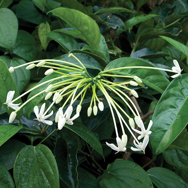 Needle Flower Tree (Posoqueria longiflora)
