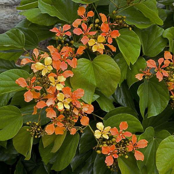 Climbing Bauhinia (Bauhinia bidentata)