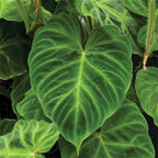 Ecuador Philodendron (Philodendron verrucosum)