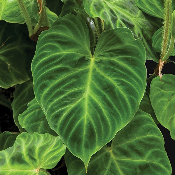 philodendron ecuadorian Ecuador Philodendron (Philodendron verrucosum)