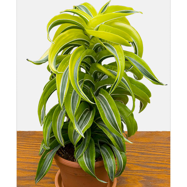 Dracena 'Lemon Surprise' (Dracaena deremensis)