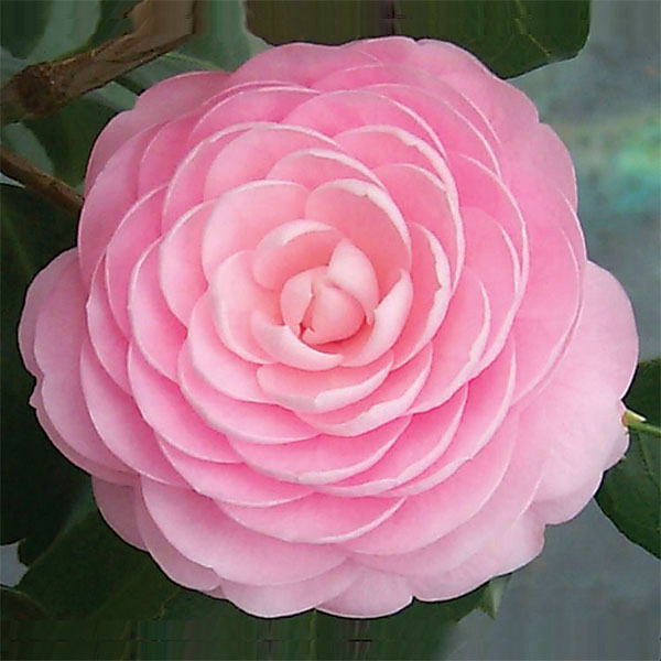 Camellia ‘Pink Perfection’ (Camellia japonica hybrid)