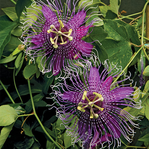 Passion Flower ‘La Lucchese’ (Passiflora hybrid)