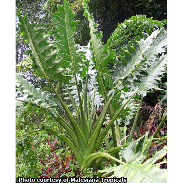 Elephant Ear ‘Malaysian Monster’ (Alocasia portei)