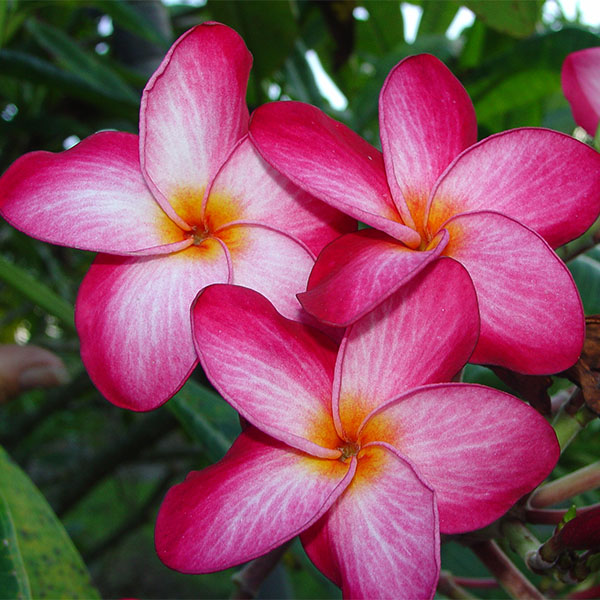 Plumeria ‘Donna S’ (Plumeria rubra)