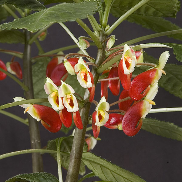 Impatiens ‘Hare’s Hybrid’ (Impatiens niamniamensis)
