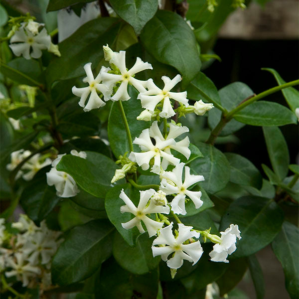 Star Jasmine ‘Madison’ (Trachelospermum jasminoides hybrid)