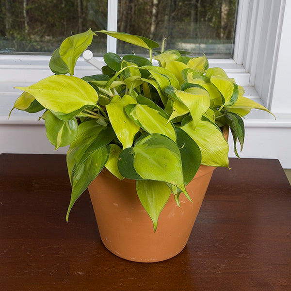 Philodendron ‘Brasil’ PP (Philodendron hybrid)