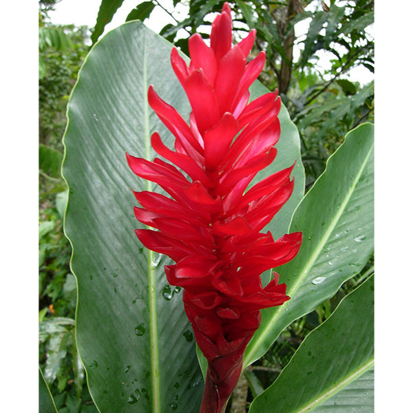 Dwarf Red Ginger (Alpinia purpurata)
