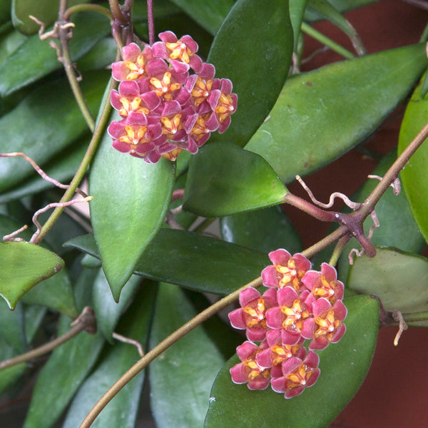 Pink Flowered Wax Plant (Hoya davidcummingii)