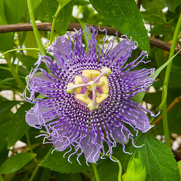 Passion Flower ‘Fata Confetto’ (Passiflora hybrid)