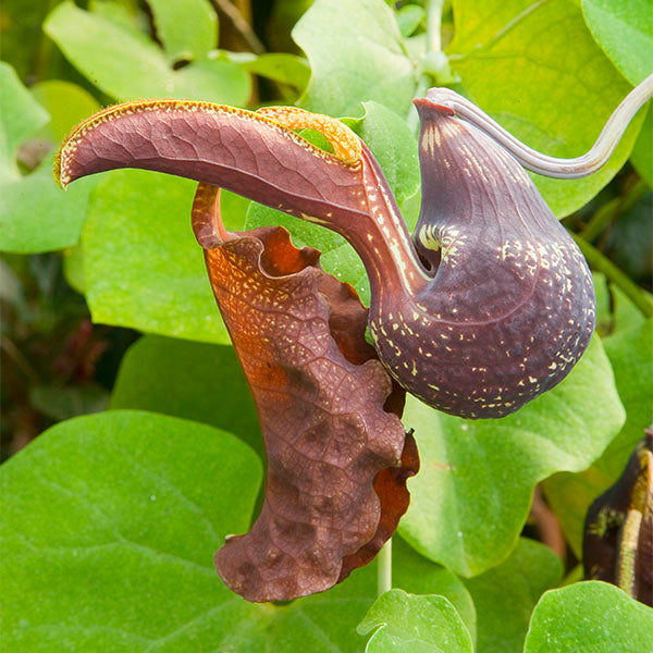 Dutchman’s Pipe (Aristolochia galeata)