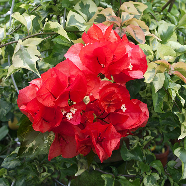 Bougainvillea ‘Red Rooster’ (Bougainvillea hybrid)