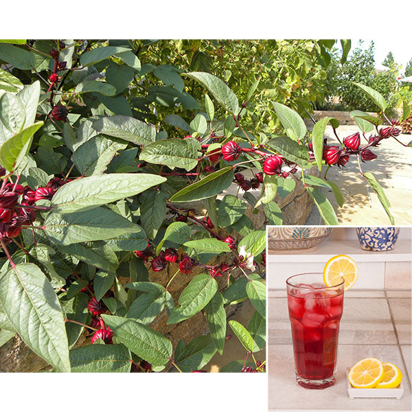 roselle plant in pot Roselle Jamaican Hibiscus Tea Plant For Sale – Logee's Plants