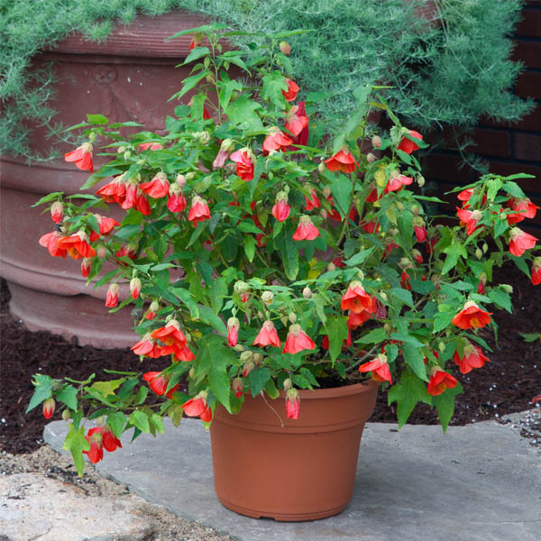 Abutilon ‘Sunrise Sunset’ (Abutilon hybrid)