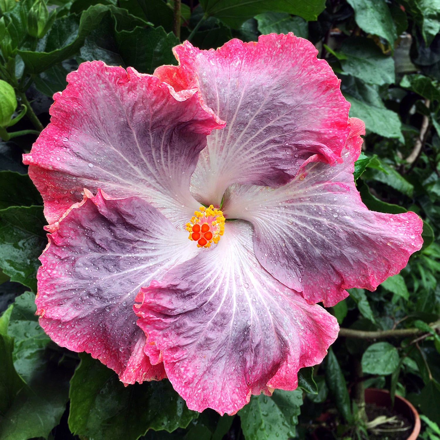 Hibiscus ‘Swamp Cloud’ (Hibiscus rosa-sinensis hybrid)