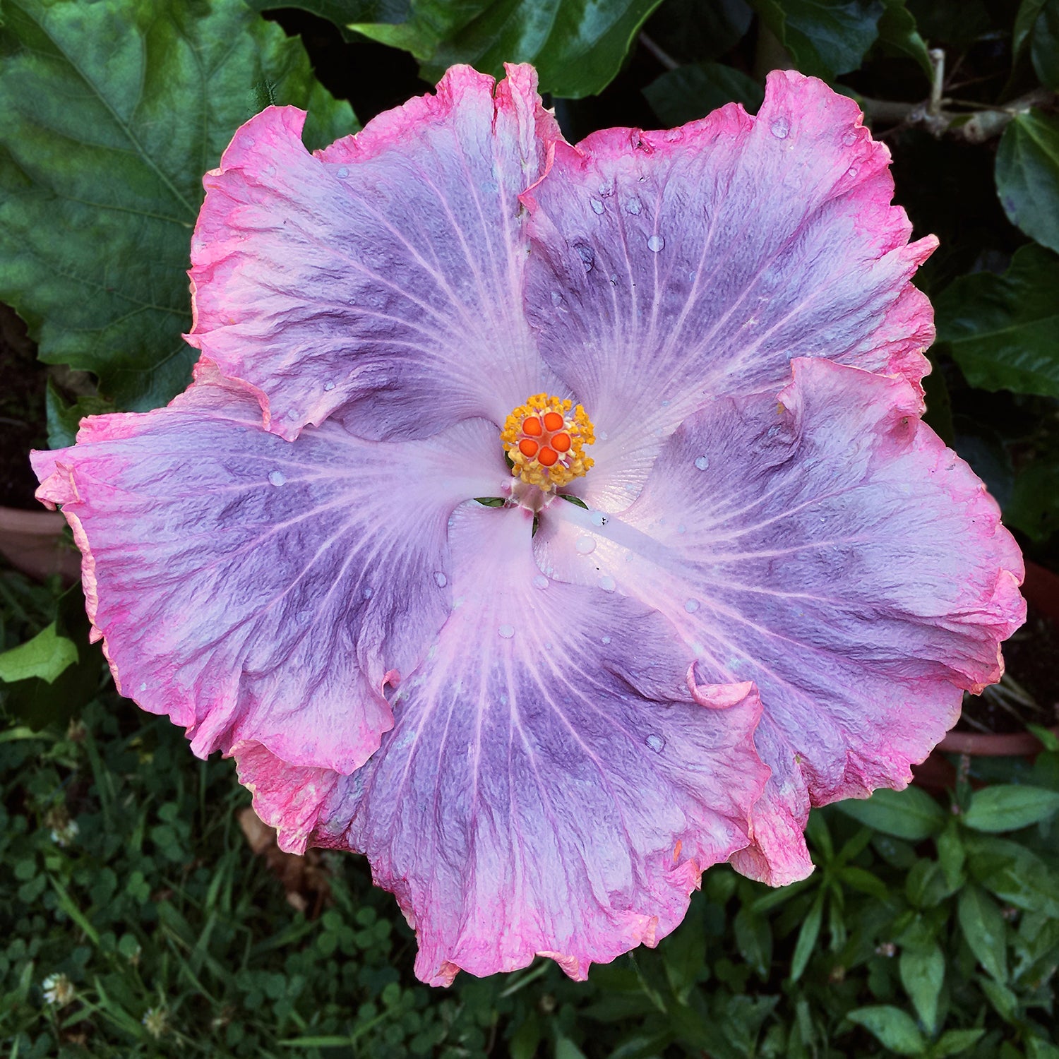 Hibiscus ‘Swamp Cloud’ (Hibiscus rosa-sinensis hybrid)