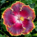Hibiscus ‘Night Runner’ (Hibiscus rosa-sinensis hybrid)
