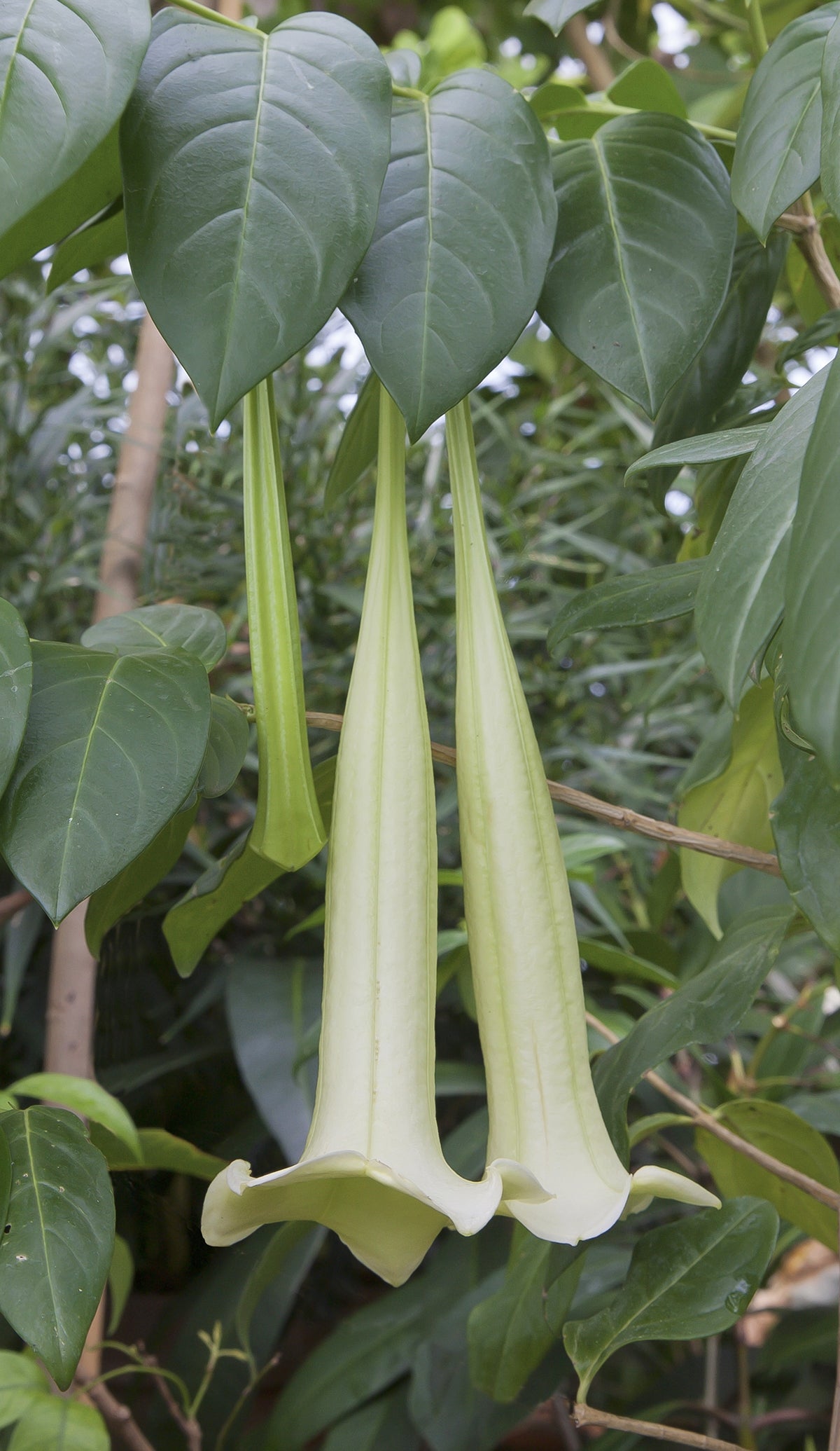 Tree Lily (Portlandia domingensis syn. Cubanola domingensis)