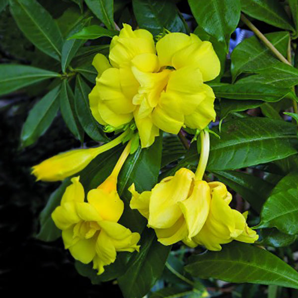 Double Golden Allamanda (Allamanda cathartica ‘Stansill’s Double’)