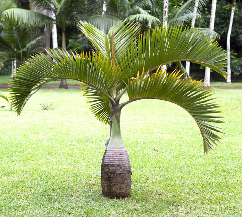 Bottle Palm (Hyophorbe lagenicaulis)
