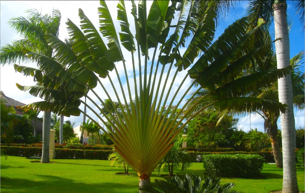 Traveler’s Palm (Ravenala madagascariensis)