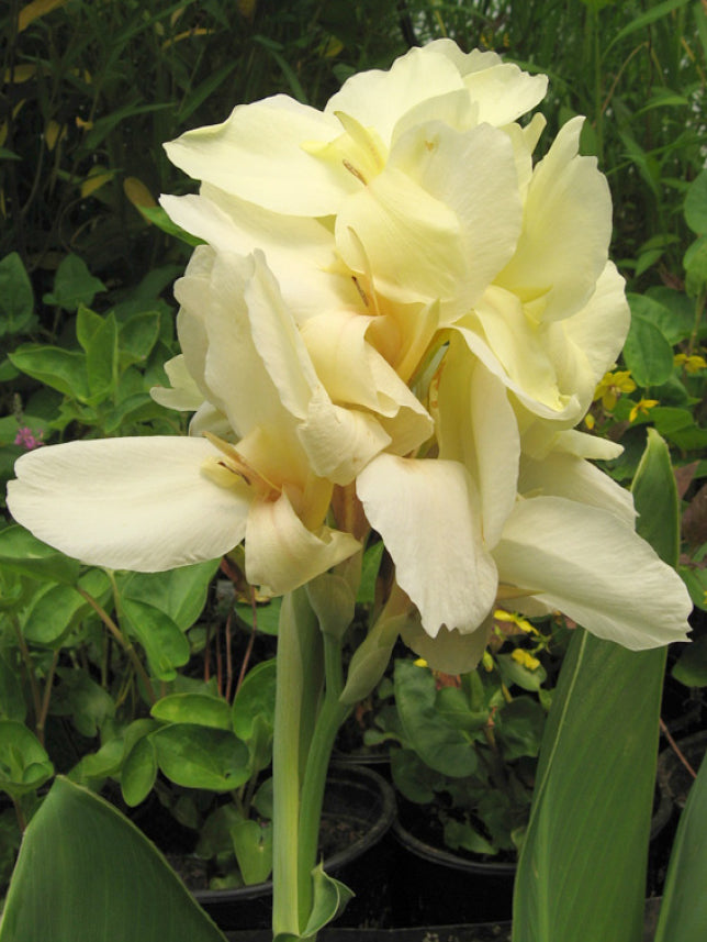 Canna ‘Ermine’ (Canna hybrid)