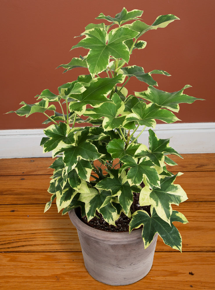 Variegated Tree Ivy (X Fatshedera lizei variegata)