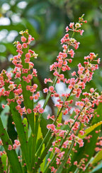 Foliage Flower (Phyllanthus angustifolius)