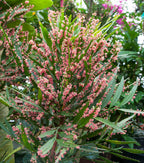 Foliage Flower (Phyllanthus angustifolius)