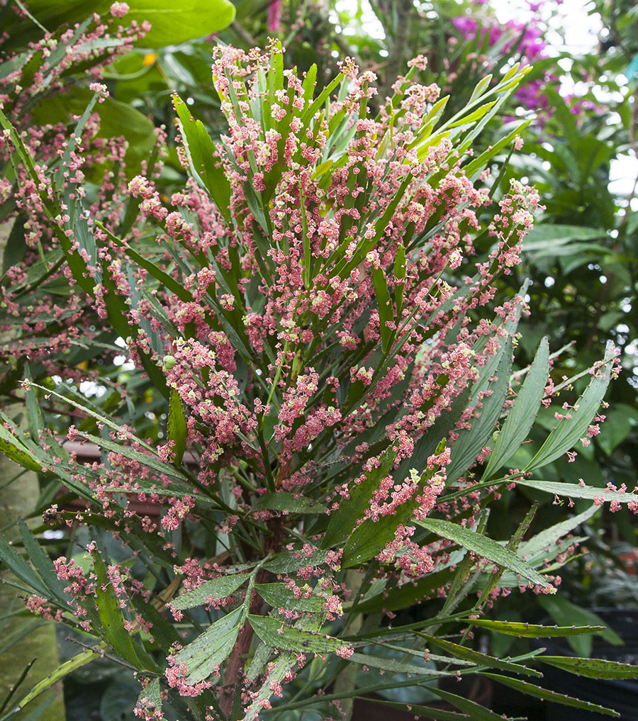 Foliage Flower (Phyllanthus angustifolius)