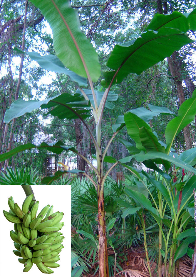 Apple Banana ‘Manzano’ (Musa hybrid)