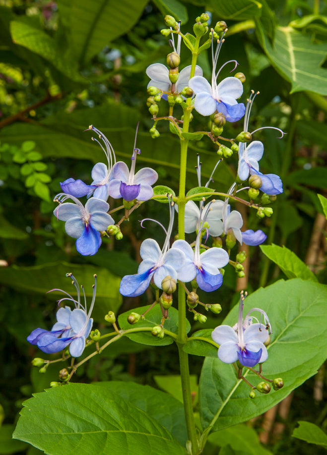 Butterfly Flower ‘Broadleaf’ (Clerodendrum ugandense)