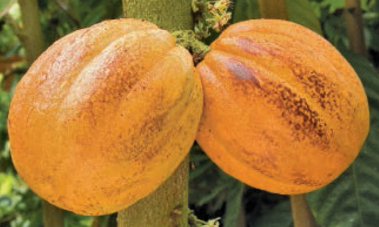 Cocoa Tree (Theobroma cacao)