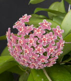 Hoya ‘Dee’s Big One’ (Hoya skinneriana)