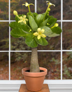Hawaiian Palm Plant (Brighamia insignis)