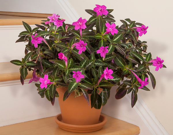 purple velvet hanging plant Trailing Velvet Plant For Sale – Logee's Plants