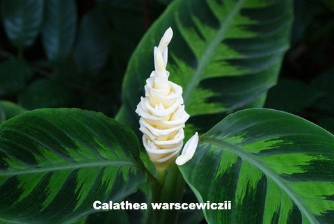 Calathea Warscewiczii (Calathea warscewiczii)