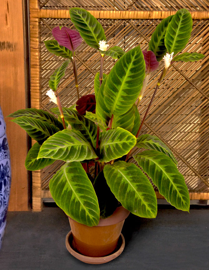 Calathea Warscewiczii (Calathea warscewiczii)