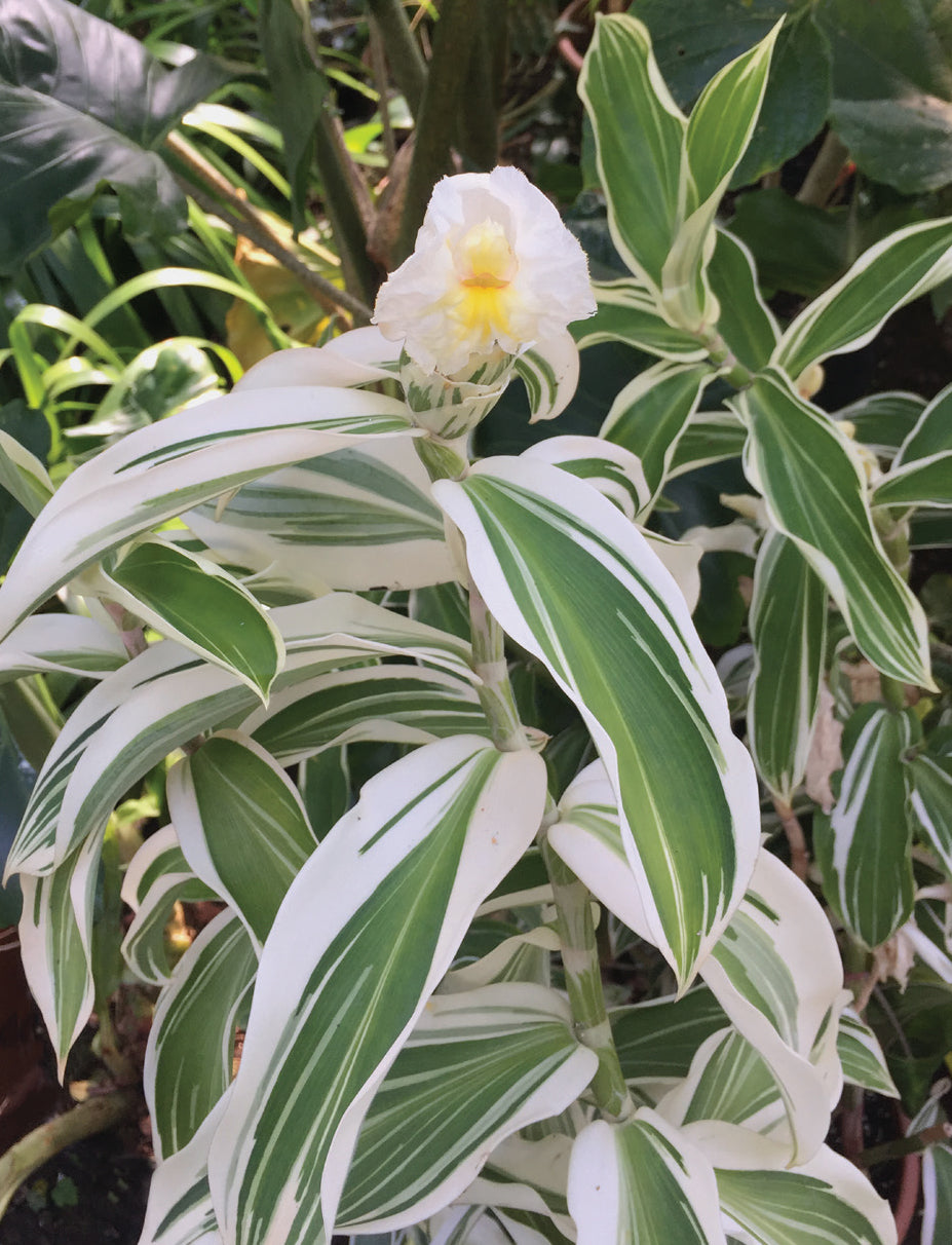 Variegated Spiral Ginger (Costus arabicus ‘Variegatus’)