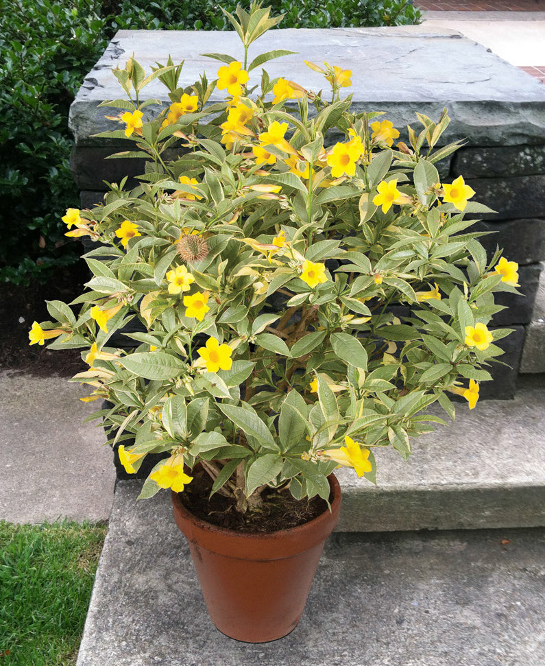 Variegated Bush Allamanda (Allamanda neriifolia variegata)
