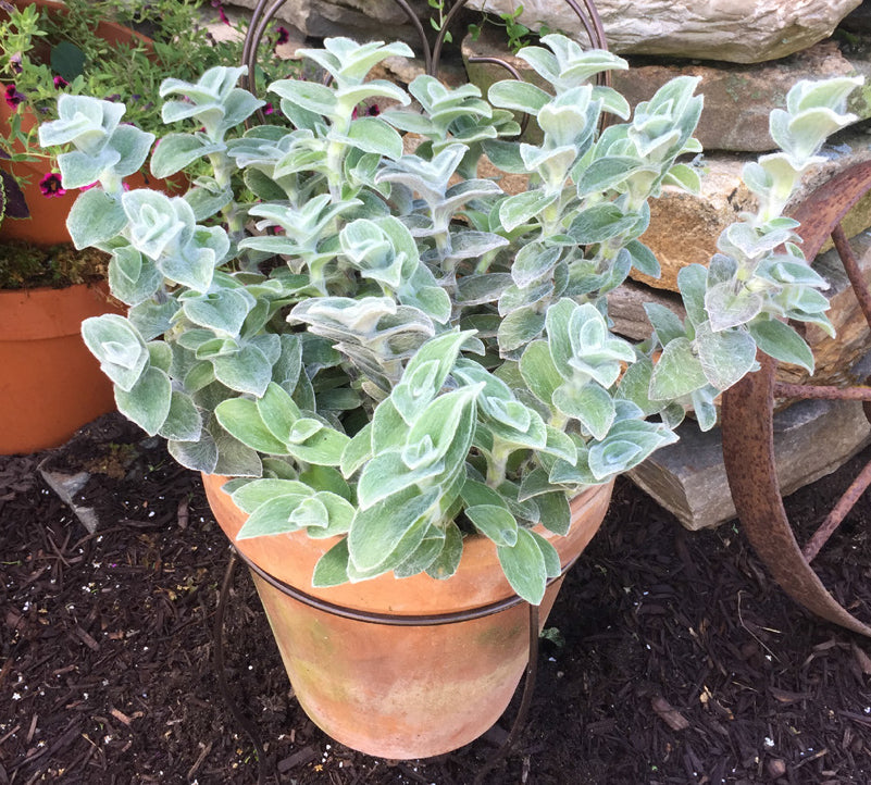 Cobweb Spiderwort (Tradescantia sillamontana)