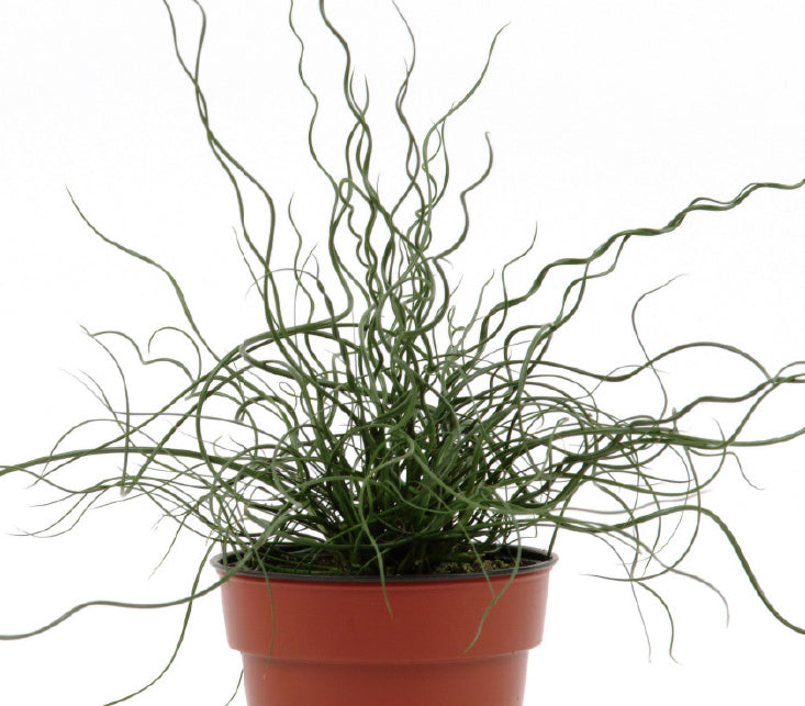 Juncus ‘Big Twister’ (Juncus effusus)