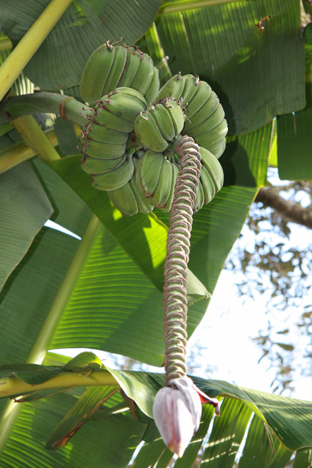 Banana Plant ‘Praying Hands’ (Musa hybrid)
