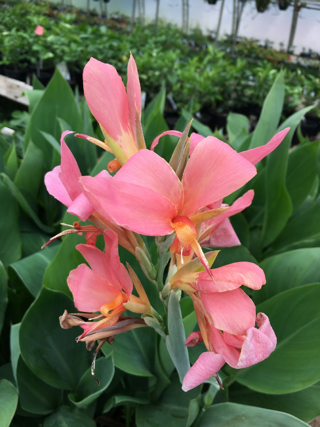 Canna ‘Baby Girl Pink’ (Canna hybrid)