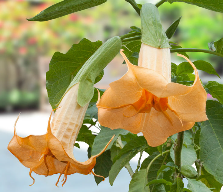 Angel’s Trumpet ‘Orange Julius’ (Brugmansia hybrid)