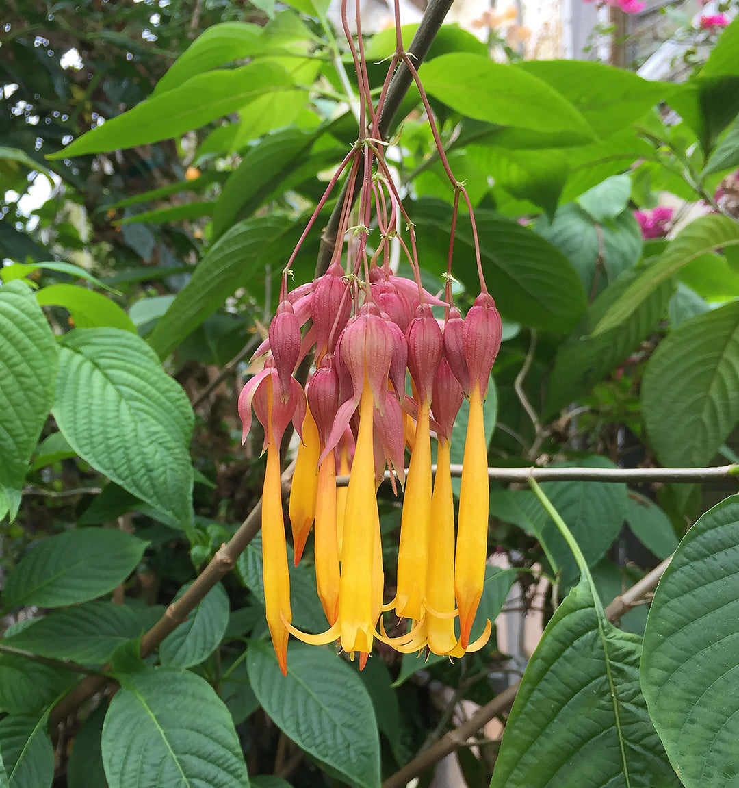 Golden Fuchsia (Deppea splendens)